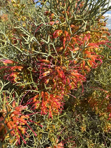 Image of Grevillea dielsiana by (c) Geoff Shuetrim, some rights reserved (CC BY)