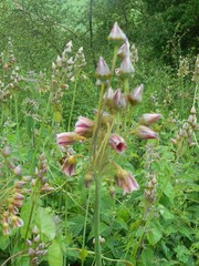 Allium siculum
