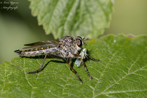 Kite-tailed robberfly photo 6