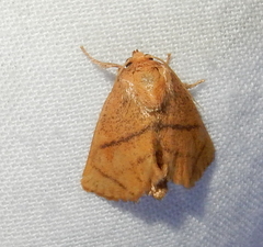 Apoda y-inversa