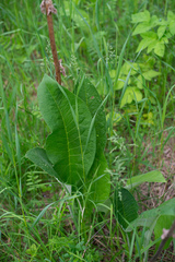Inula