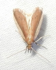 Peoria roseotinctella