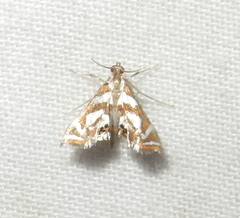 Chrysendeton medicinalis