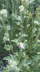 Malva thuringiaca