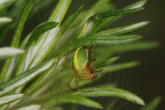 Araniella cucurbitina