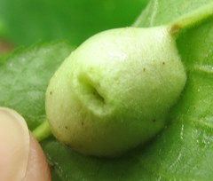 Phylloxera caryaemagna