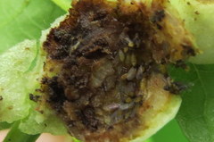 Phylloxera caryaemagna