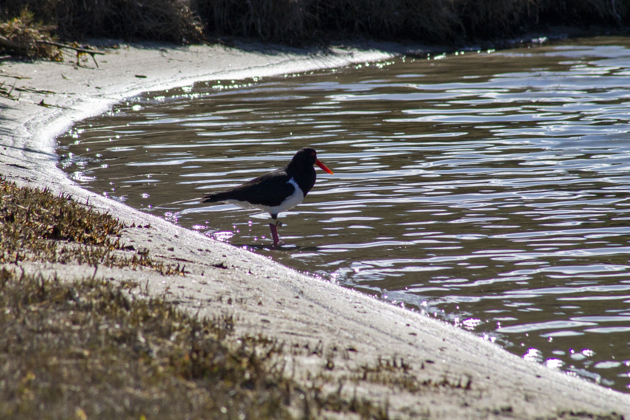 Pied Oystercatcher illustration