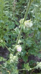 Malva thuringiaca