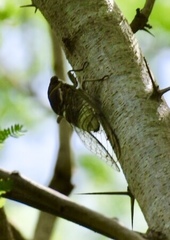 Diceroprocta obscurior