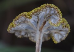 Helichrysum umbraculigerum