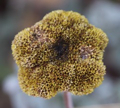 Helichrysum umbraculigerum