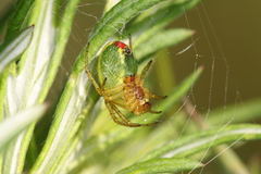 Araniella cucurbitina