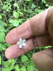 Moehringia lateriflora