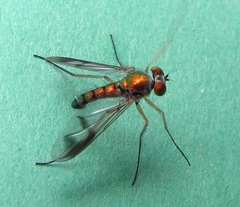 Condylostylus scaber