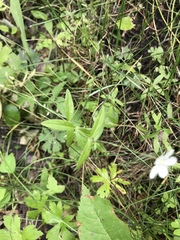 Moehringia lateriflora