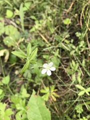 Moehringia lateriflora