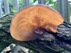 Auricularia auricula-judae