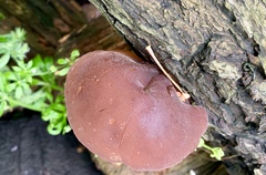 Auricularia auricula-judae