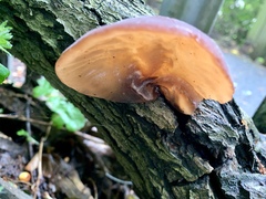Auricularia auricula-judae