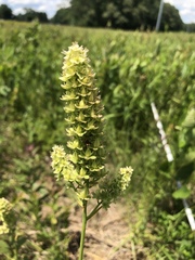 Stenanthium