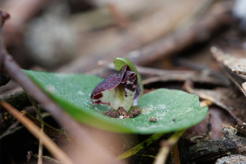 tiny helmet orchid (Corybas despectans)