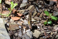 Graphium doson postianus