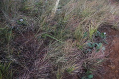 Alepidea setifera
