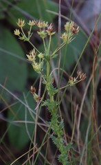 Alepidea setifera