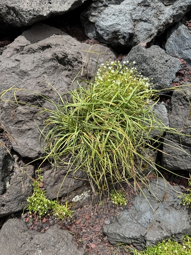 Carex doenitzii iNat (2)