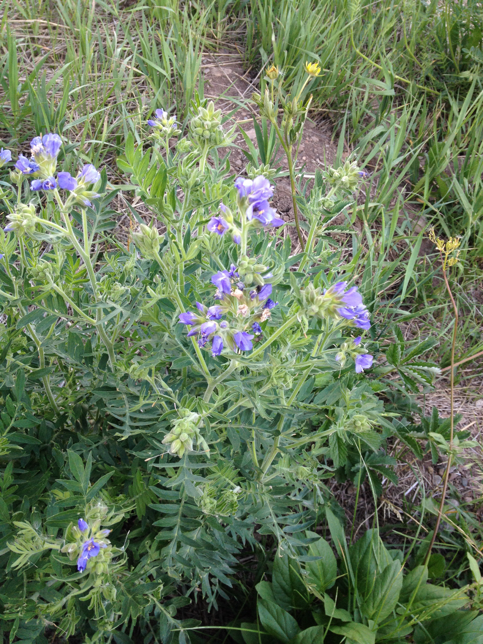 Polemonium foliosissimum var. molle