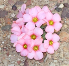 Oxalis convexula