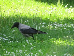 Corvus cornix