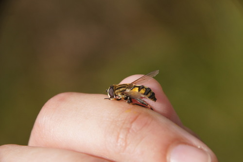 Woolly-tailed Marsh Fly, photo 10 of 10
