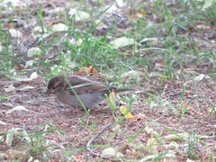 Passer domesticus