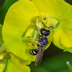 Ectemnius lapidarius