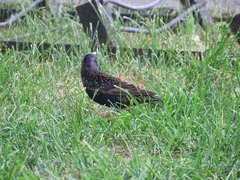 Sturnus vulgaris