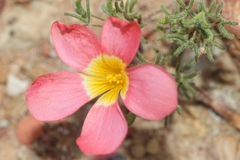 Oxalis ciliaris