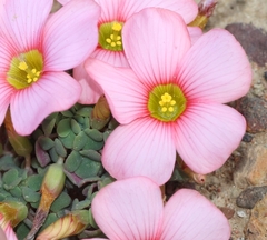 Oxalis convexula