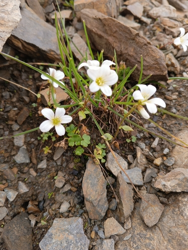 Image of Saxifraga sibirica by (c) Maria Kohanovskaya, some rights reserved (CC BY)