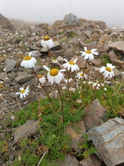 Tripleurospermum caucasicum, photograph (c) Maria Kohanovskaya, some rights reserved (CC BY)