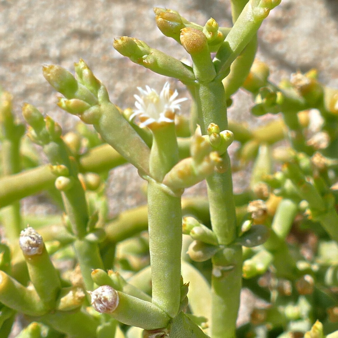 Mesembryanthemum salicornioides Pax
