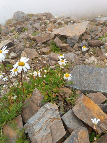 Tripleurospermum caucasicum, photograph 3