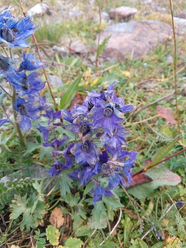 Delphinium caucasicum, photograph 4