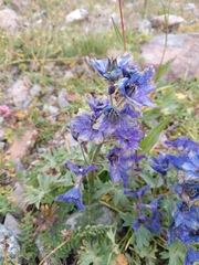 Delphinium caucasicum, photograph (c) Maria Kohanovskaya, some rights reserved (CC BY)