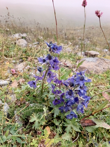 Delphinium caucasicum, photograph 6
