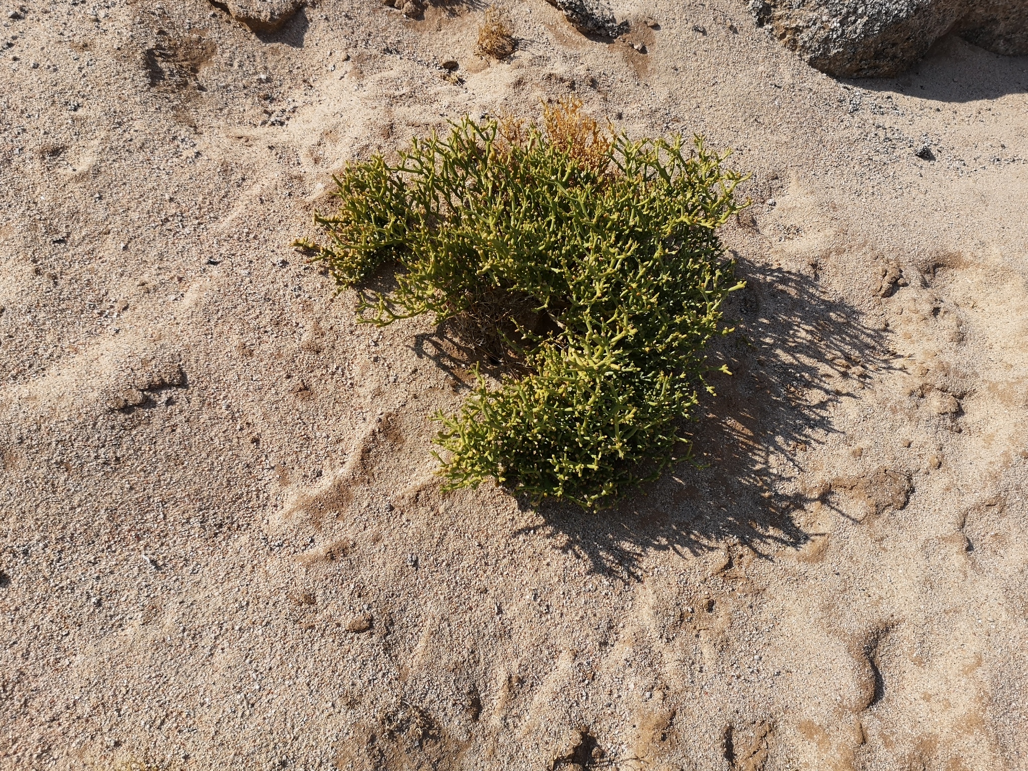 Mesembryanthemum salicornioides Pax 3