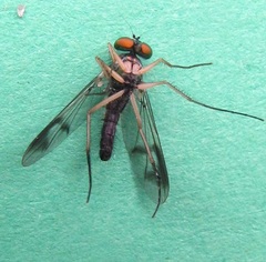 Condylostylus scaber