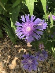 Stokesia
