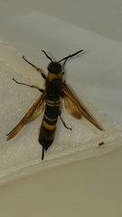 Eriotremex formosanus